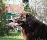 Превью фото № 95007