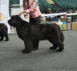 Превью фото № 95029