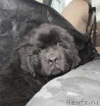 Превью фото № 95116