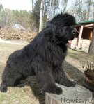 Превью фото № 95120