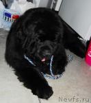 Превью фото № 9522