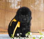 Превью фото № 95381