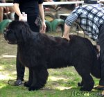 Превью фото № 95440