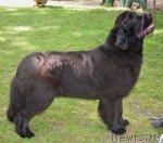 Превью фото № 95562