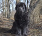 Превью фото № 95612