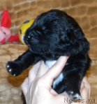 Превью фото № 95647