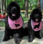 Превью фото № 95688