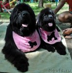 Превью фото № 95689