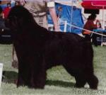 Превью фото № 957