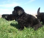 Превью фото № 95789