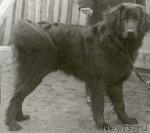 Превью фото № 958