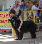 Превью фото № 95804