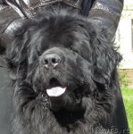 Превью фото № 95951