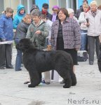 Превью фото № 96204