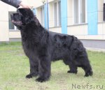 Превью фото № 96217