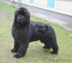 Превью фото № 96218