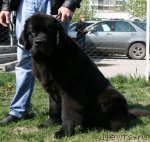 Превью фото № 96233