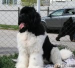 Превью фото № 96238