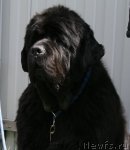 Превью фото № 96239