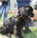 Превью фото № 96241