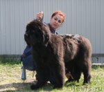 Превью фото № 96245