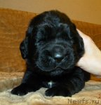 Превью фото № 96337