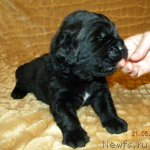 Превью фото № 96338