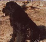 Превью фото № 966