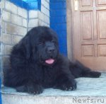 Превью фото № 96752