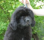 Превью фото № 96761