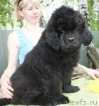 Превью фото № 96769