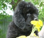 Превью фото № 96770