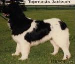 Превью фото № 969