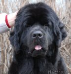 Превью фото № 96920