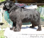 Превью фото № 96977