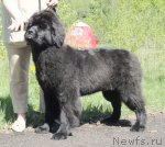 Превью фото № 97012