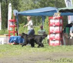 Превью фото № 97042