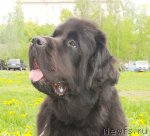 Превью фото № 97064