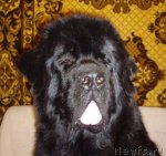 Превью фото № 97168