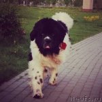 Превью фото № 97218