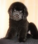 Превью фото № 97265