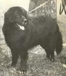 Превью фото № 975