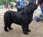 Превью фото № 97502