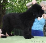 Превью фото № 97513