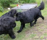 Превью фото № 97739