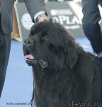 Превью фото № 98144