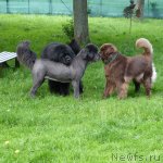 Превью фото № 98148