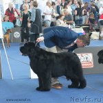 Превью фото № 98224