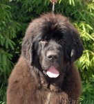 Превью фото № 98458