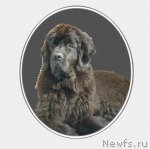 Превью фото № 98581